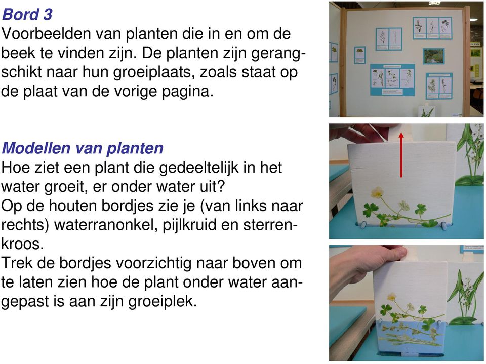 Modellen van planten Hoe ziet een plant die gedeeltelijk in het water groeit, er onder water uit?
