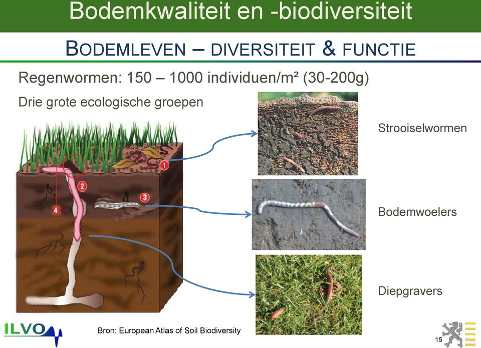 ecologische groepen Strooiselwormen Bodemwoelers