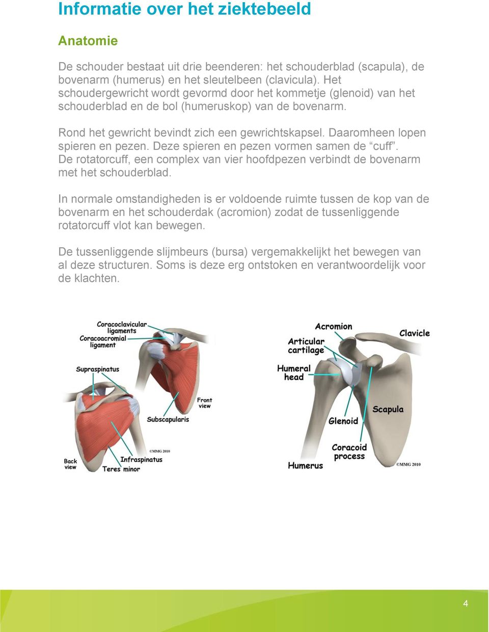 Daaromheen lopen spieren en pezen. Deze spieren en pezen vormen samen de cuff. De rotatorcuff, een complex van vier hoofdpezen verbindt de bovenarm met het schouderblad.