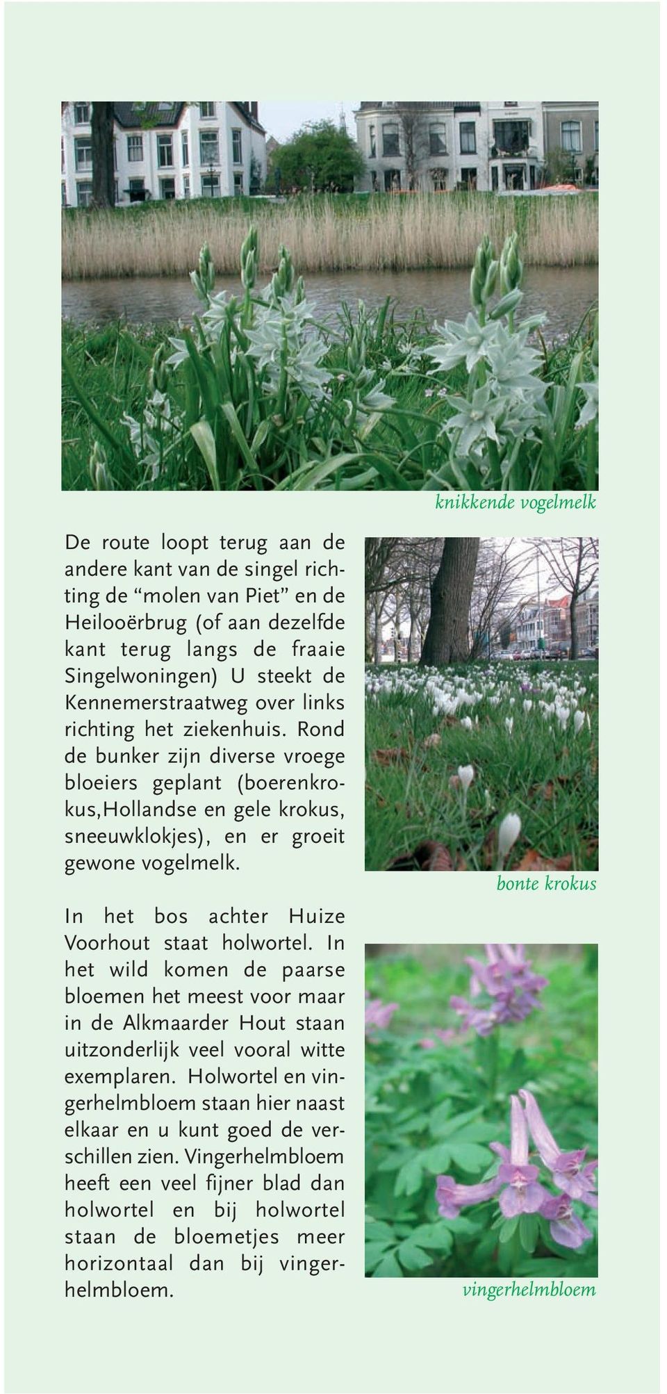 In het bos achter Huize Voorhout staat holwortel. In het wild komen de paarse bloemen het meest voor maar in de Alkmaarder Hout staan uitzonderlijk veel vooral witte exemplaren.