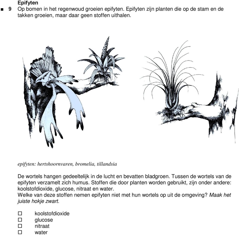 epifyten: hertshoornvren, romeli, tillndsi De wortels hngen gedeeltelijk in de luht en evtten ldgroen.