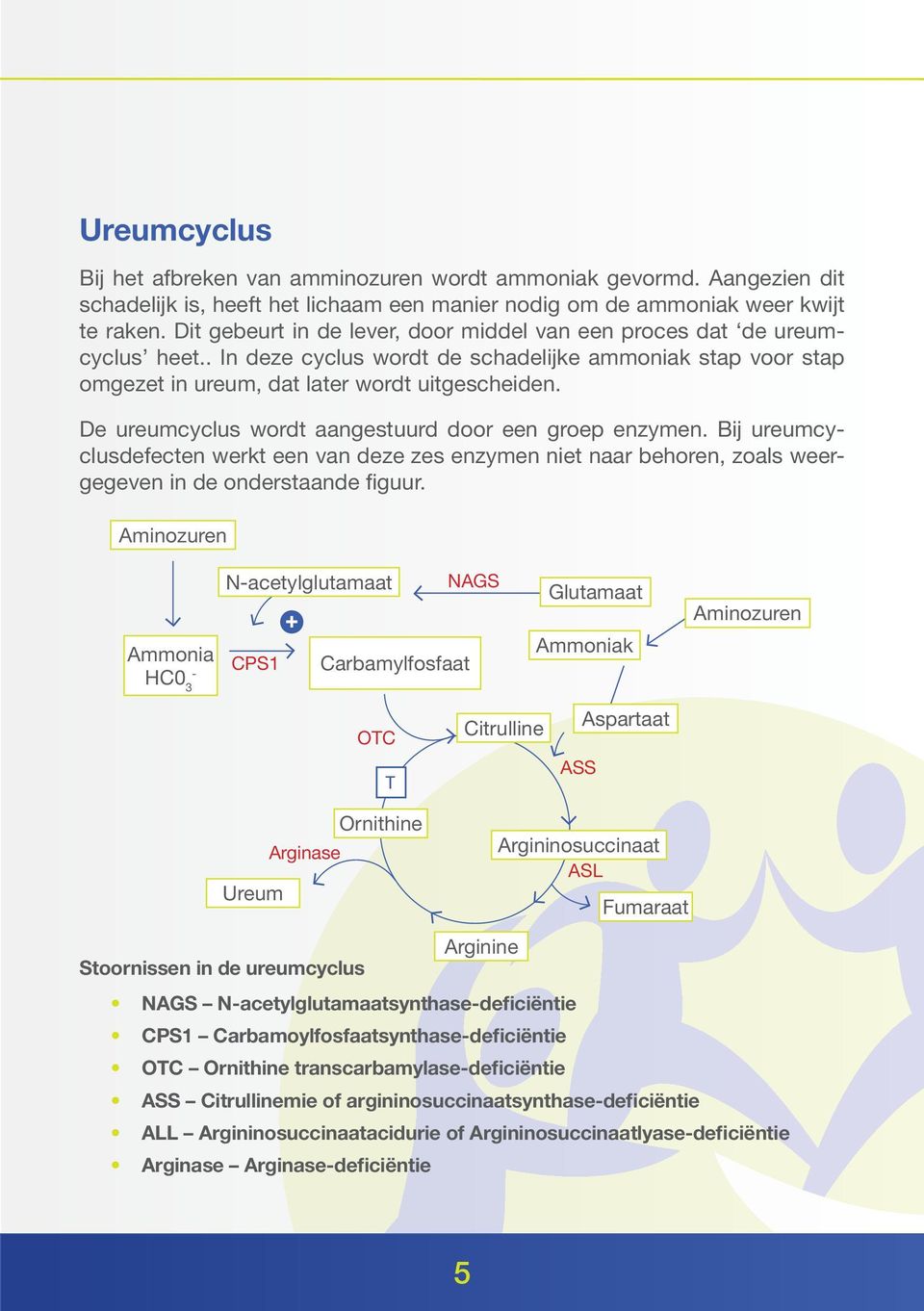 De ureumcyclus wordt aangestuurd door een groep enzymen. Bij ureumcyclusdefecten werkt een van deze zes enzymen niet naar behoren, zoals weergegeven in de onderstaande figuur.