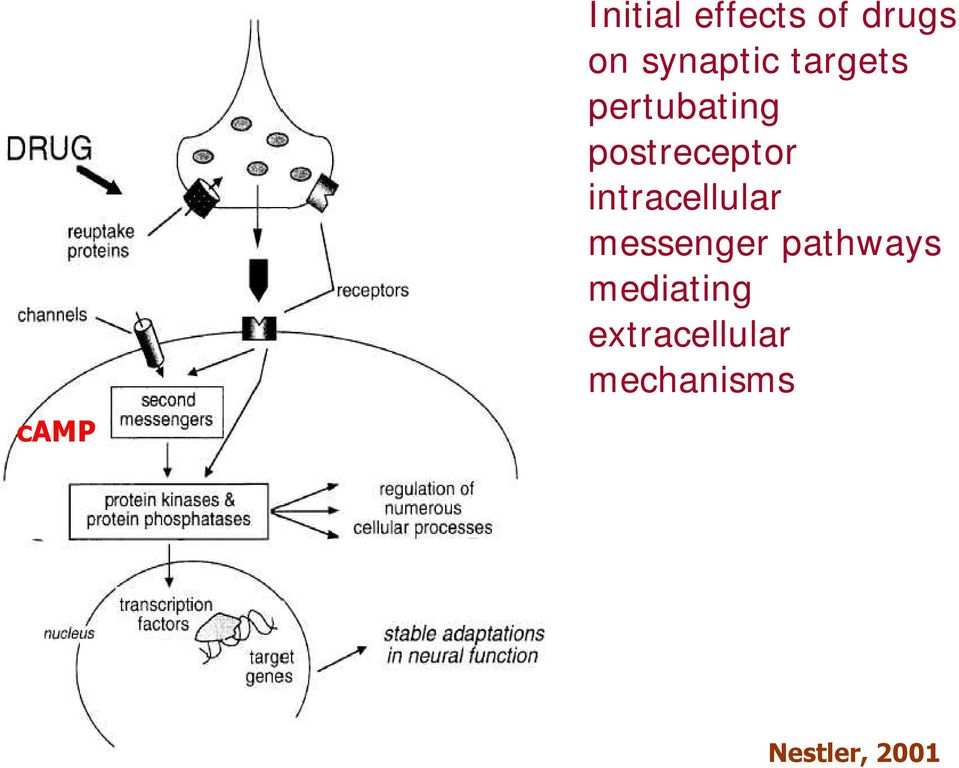 postreceptor intracellular messenger
