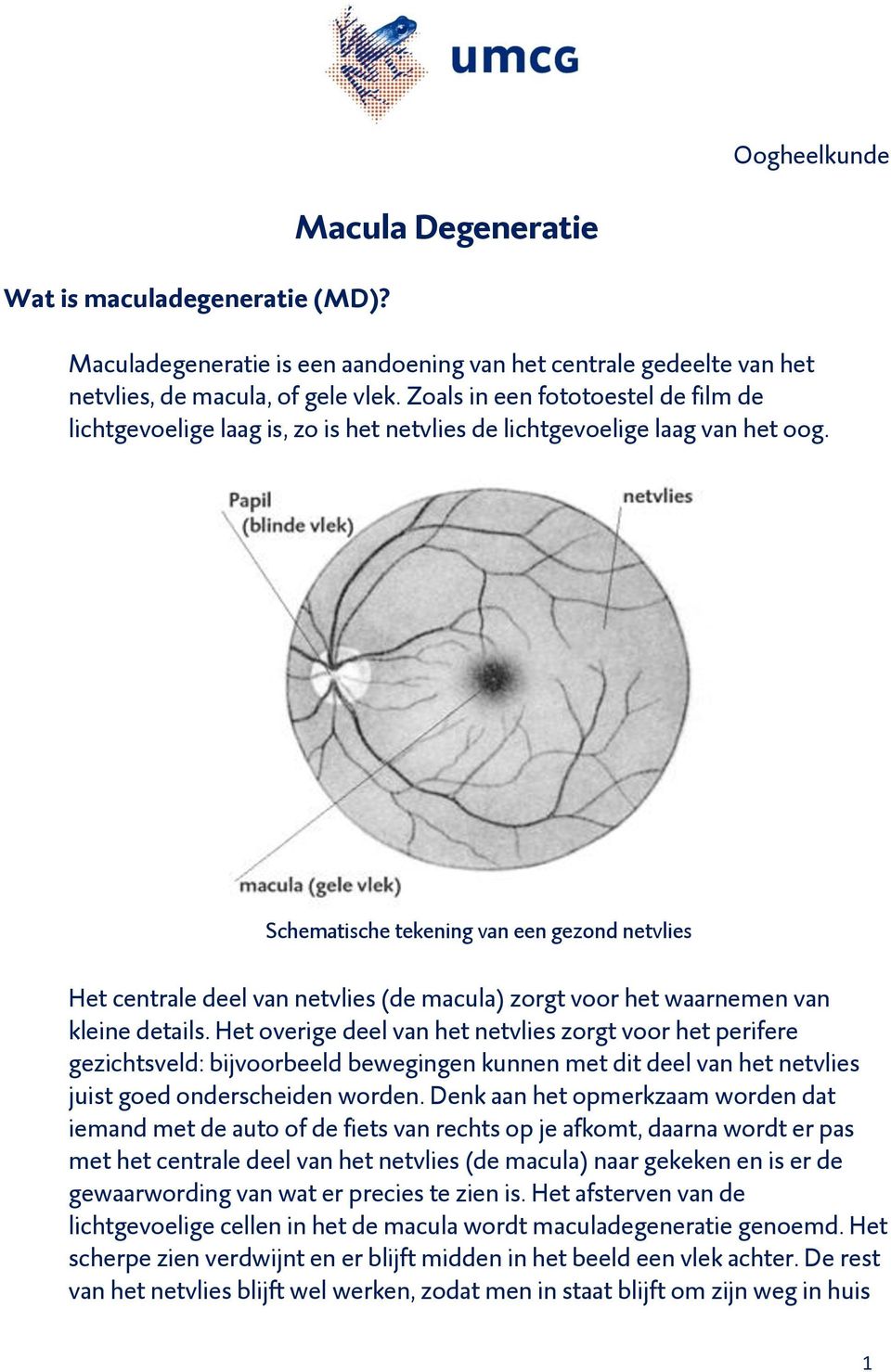 Schematische tekening van een gezond netvlies Het centrale deel van netvlies (de macula) zorgt voor het waarnemen van kleine details.