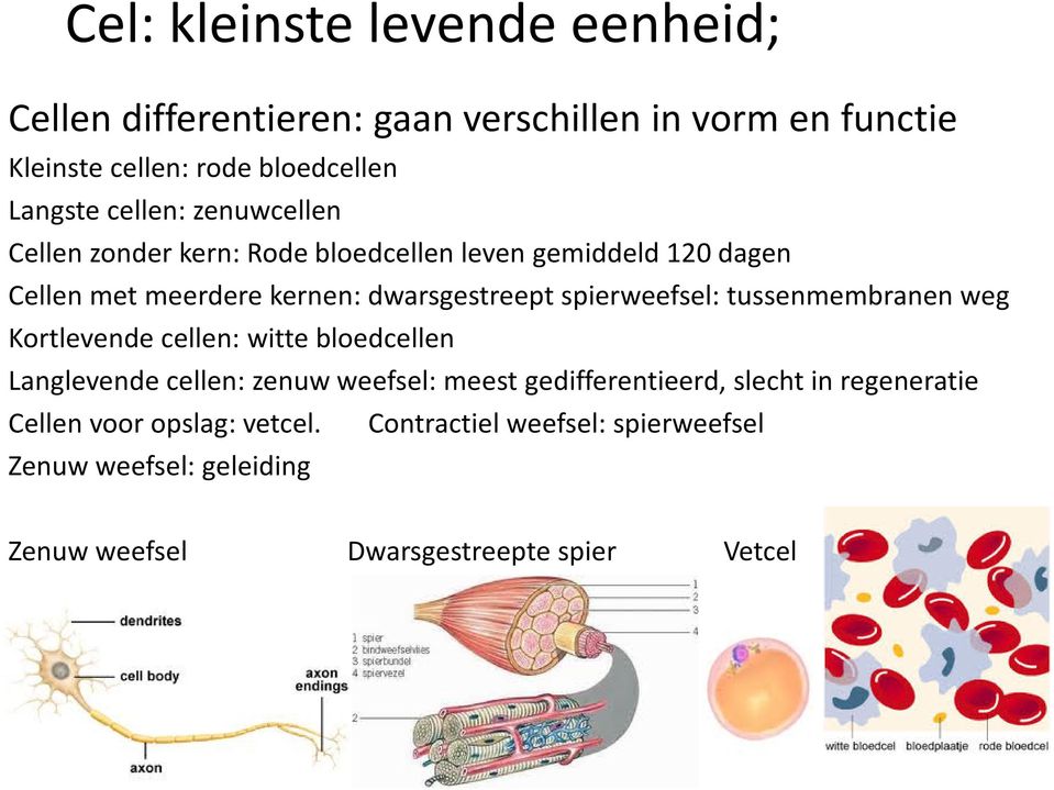 spierweefsel: tussenmembranen weg Kortlevende cellen: witte bloedcellen Langlevende cellen: zenuw weefsel: meest gedifferentieerd,