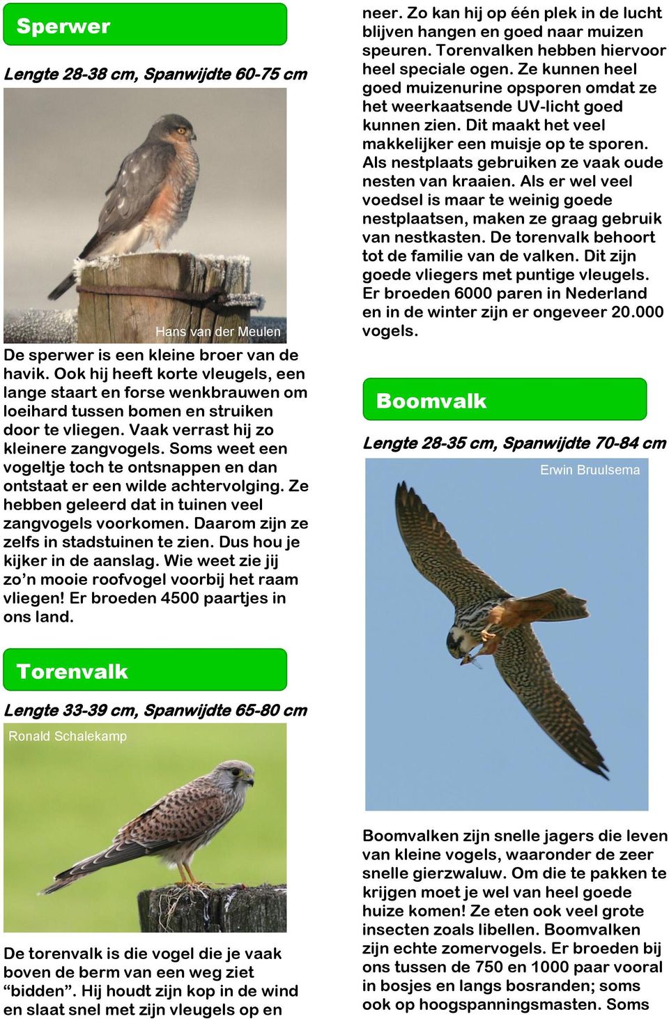 Soms weet een vogeltje toch te ontsnappen en dan ontstaat er een wilde achtervolging. Ze hebben geleerd dat in tuinen veel zangvogels voorkomen. Daarom zijn ze zelfs in stadstuinen te zien.