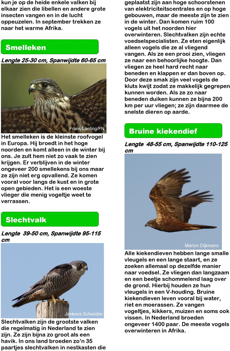 Dan komen ruim 100 vogels uit het noorden hier overwinteren. Slechtvalken zijn echte voedselspecialisten. Ze eten eigenlijk alleen vogels die ze al vliegend vangen.