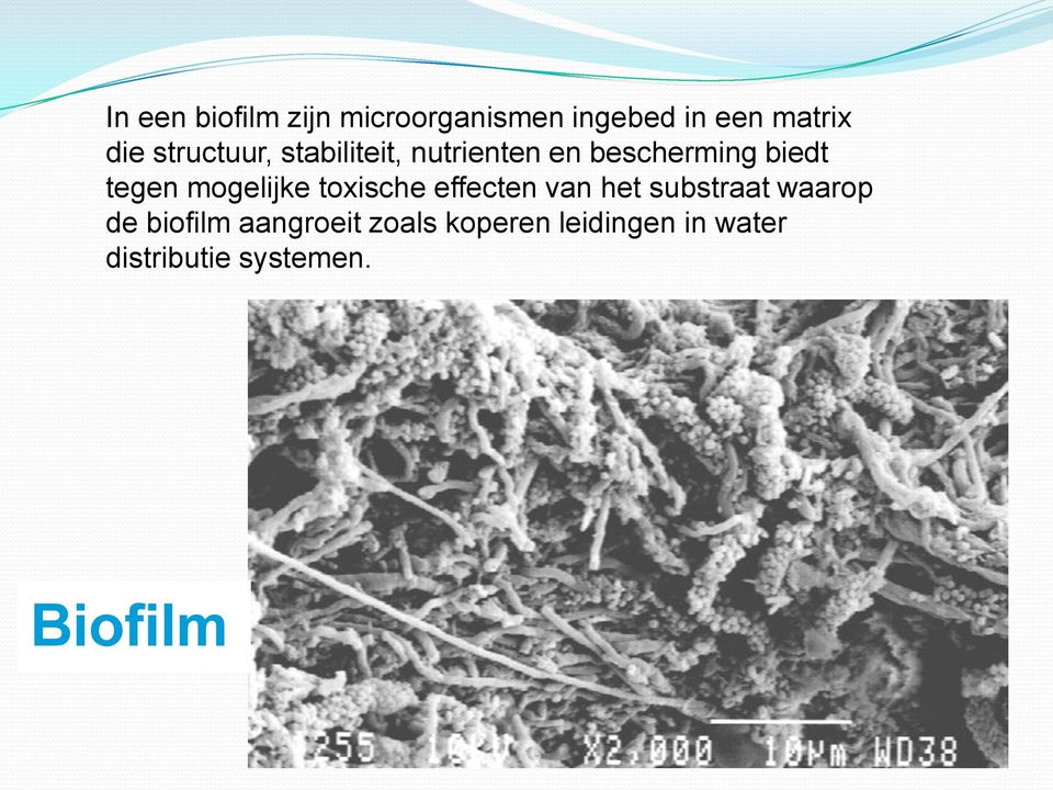 mogelijke toxische effecten van het substraat waarop de biofilm