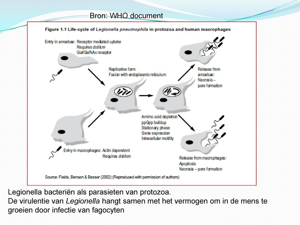 De virulentie van Legionella hangt samen met