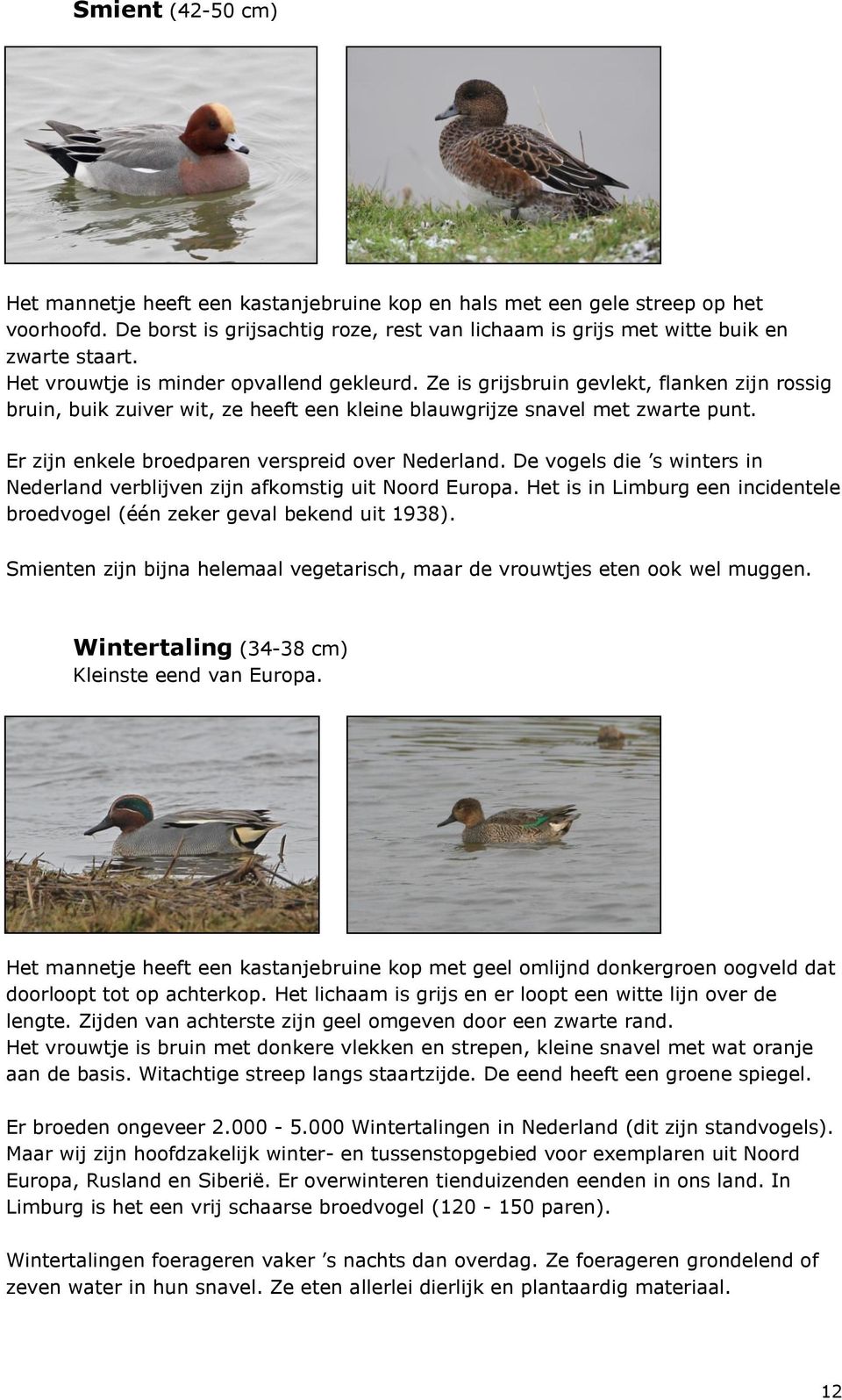Er zijn enkele broedparen verspreid over Nederland. De vogels die s winters in Nederland verblijven zijn afkomstig uit Noord Europa.