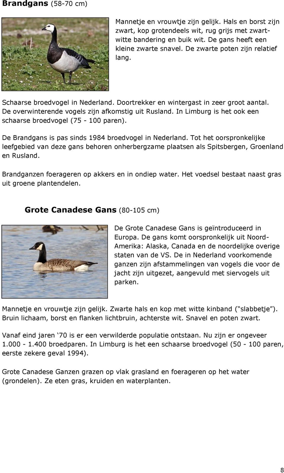 In Limburg is het ook een schaarse broedvogel (75-100 paren). De Brandgans is pas sinds 1984 broedvogel in Nederland.