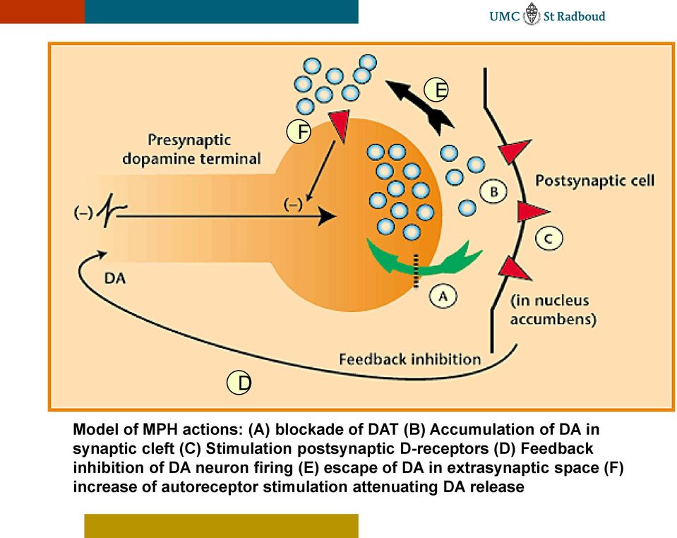 Feedback inhibition of DA neuron firing (E) escape of DA in