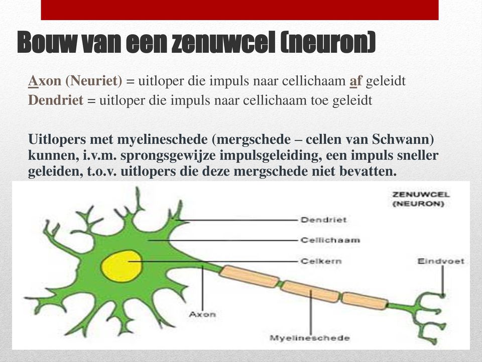 myelineschede (mergschede cellen van Schwann) kunnen, i.v.m. sprongsgewijze impulsgeleiding, een impuls sneller geleiden, t.