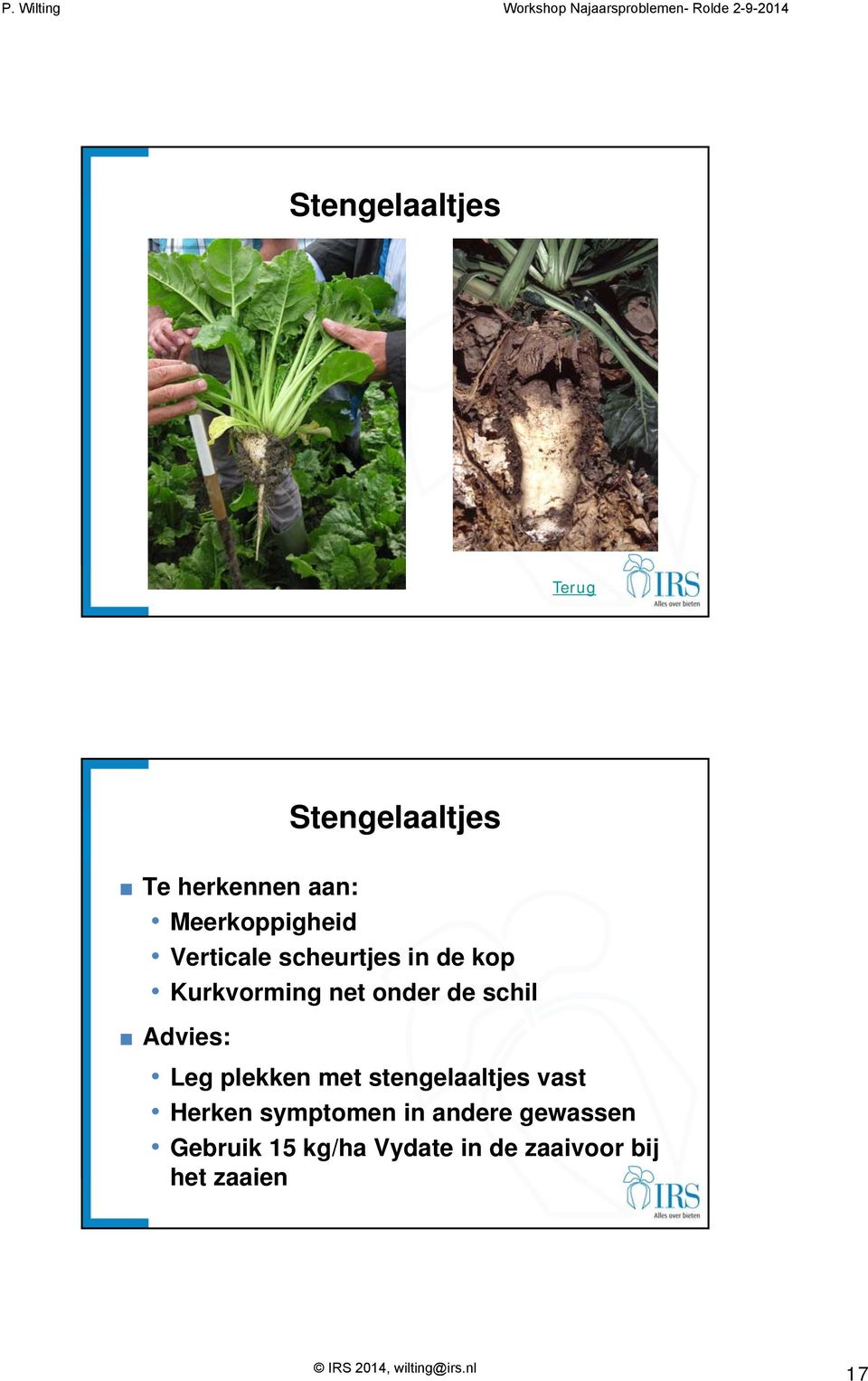 plekken met stengelaaltjes vast Herken symptomen in andere