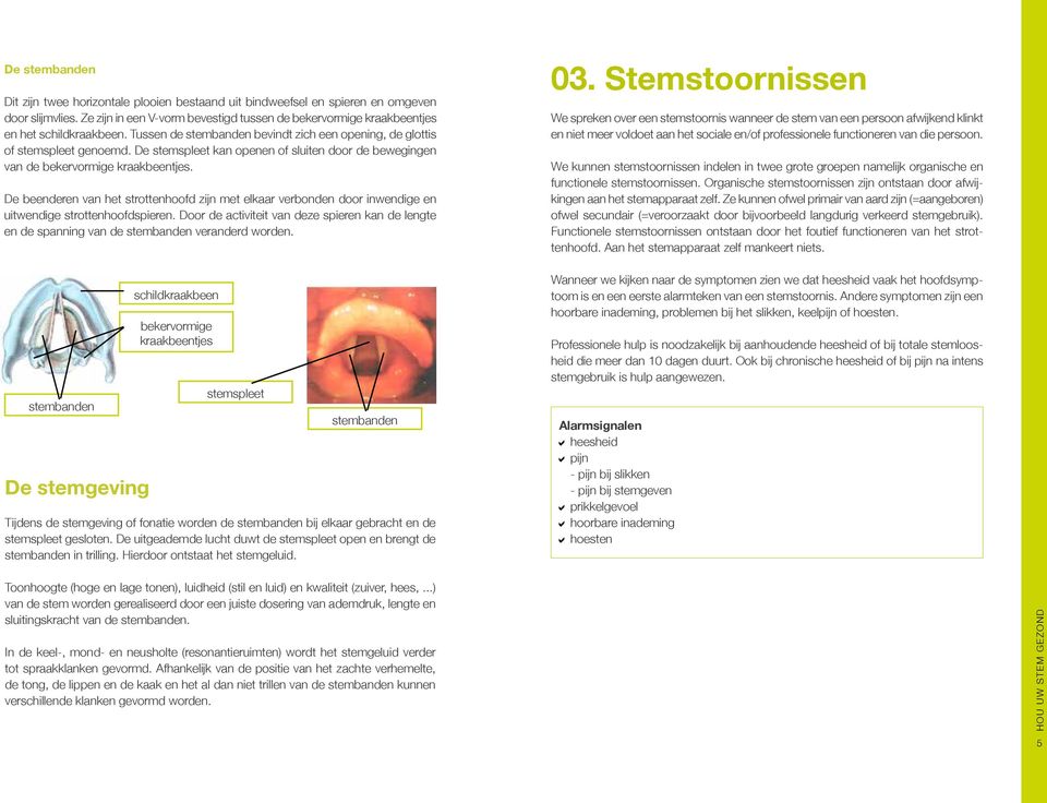 De stemspleet kan openen of sluiten door de bewegingen van de bekervormige kraakbeentjes.