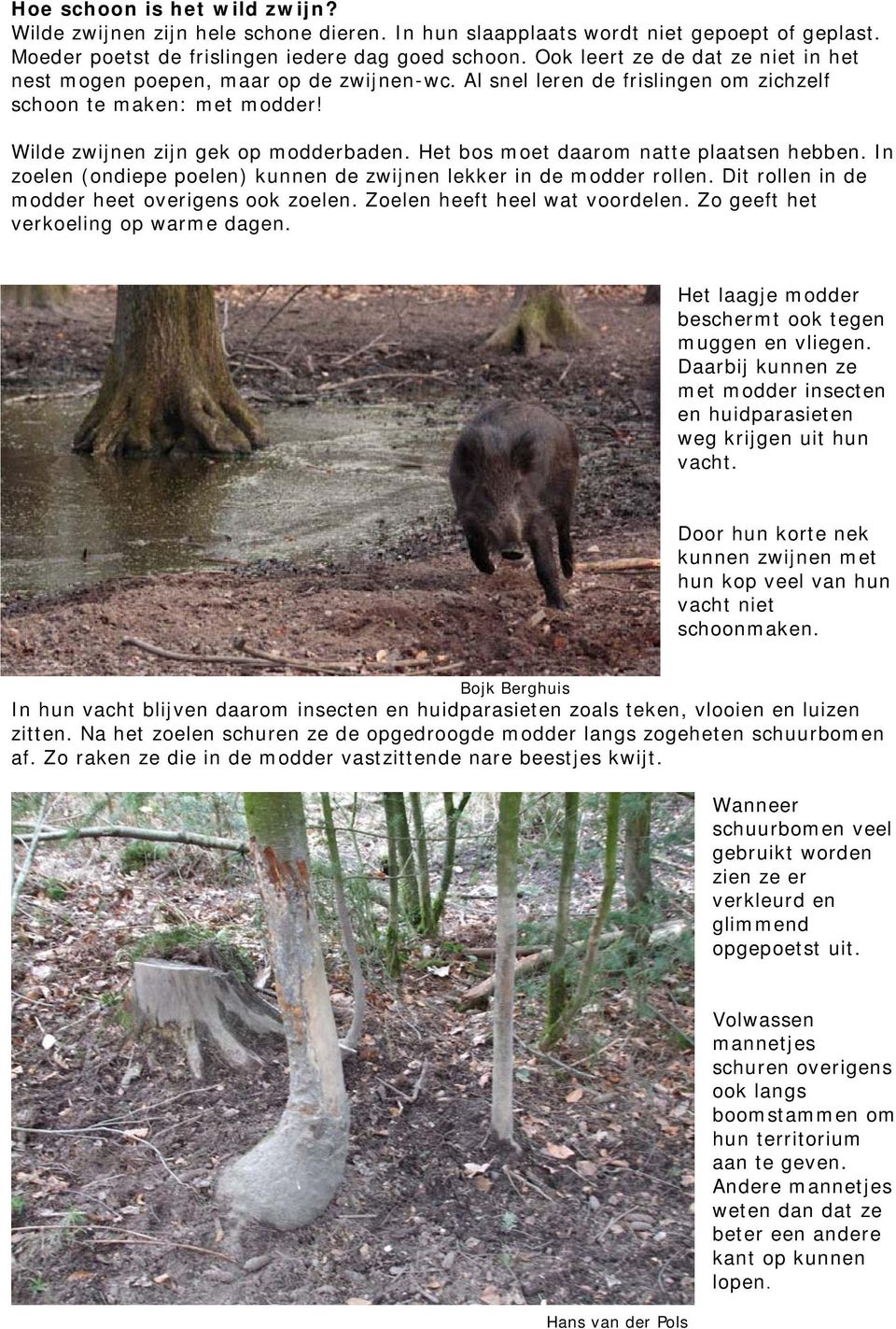 Het bos moet daarom natte plaatsen hebben. In zoelen (ondiepe poelen) kunnen de zwijnen lekker in de modder rollen. Dit rollen in de modder heet overigens ook zoelen. Zoelen heeft heel wat voordelen.