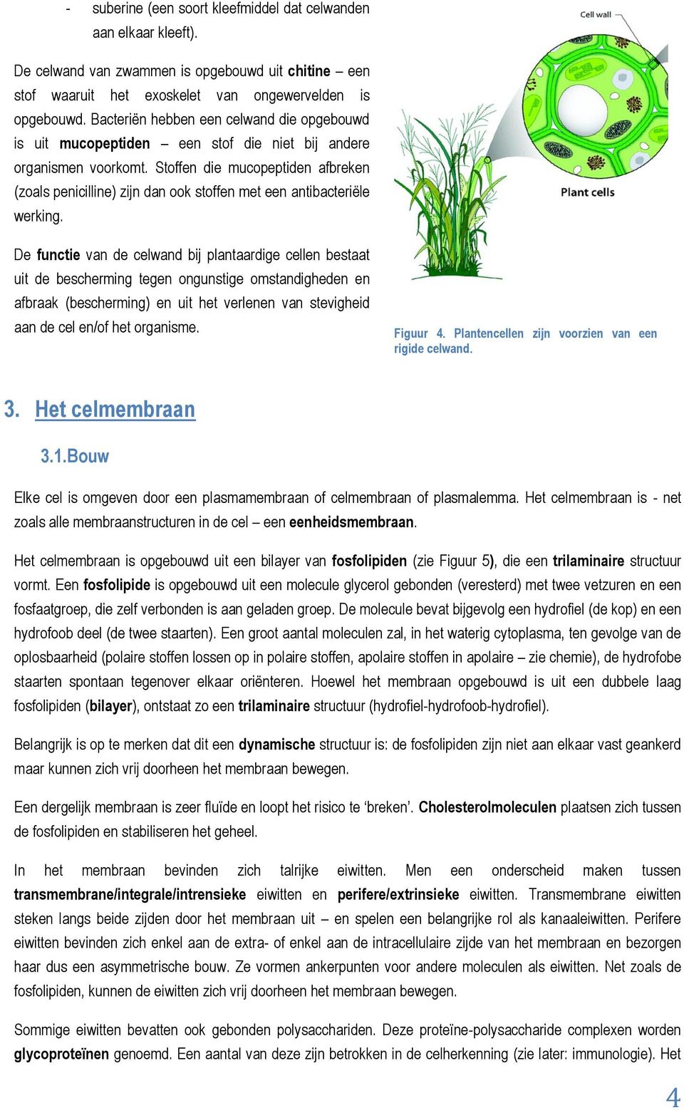 Stoffen die mucopeptiden afbreken (zoals penicilline) zijn dan ook stoffen met een antibacteriële werking.