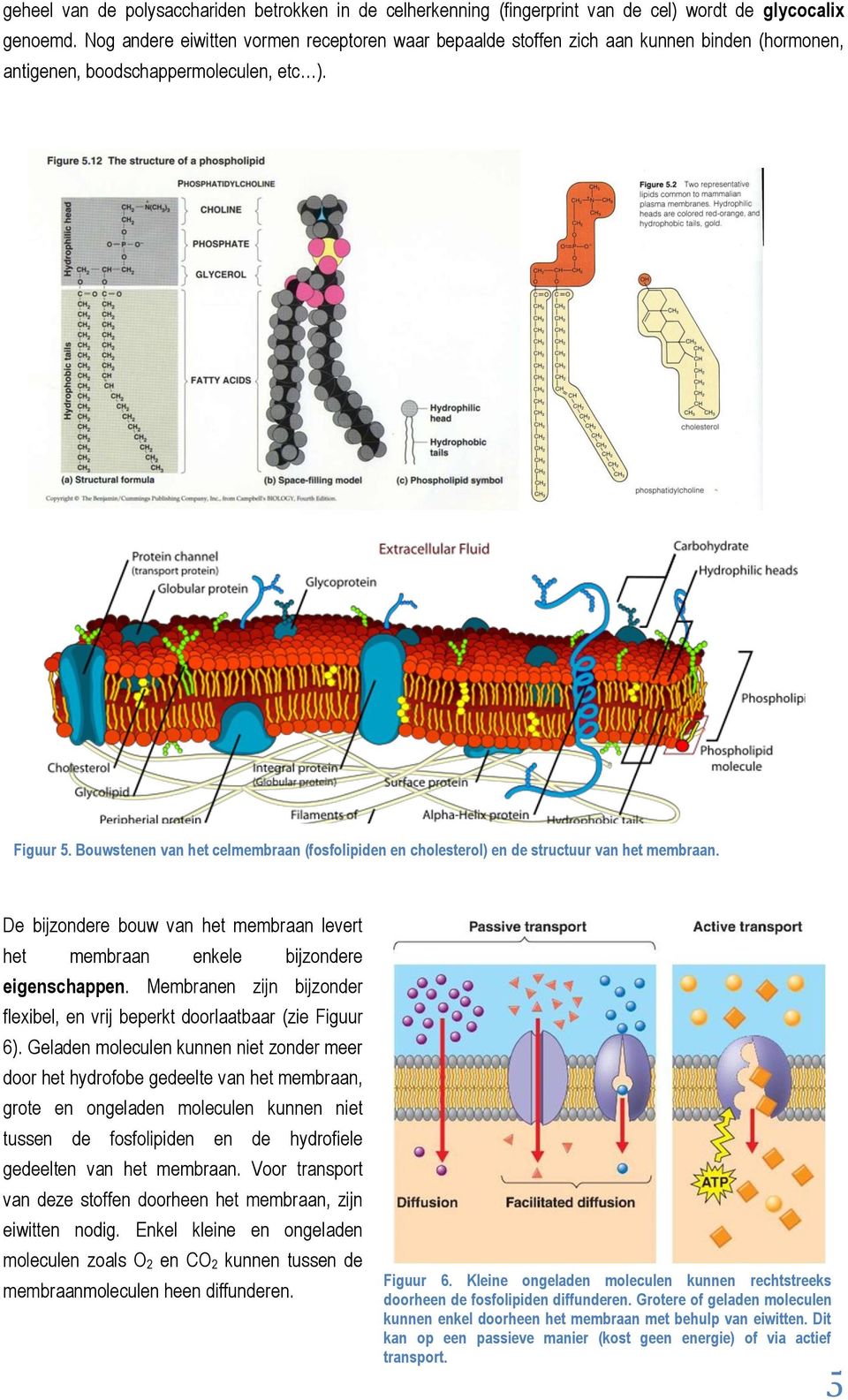 Bouwstenen van het celmembraan (fosfolipiden en cholesterol) en de structuur van het membraan. De bijzondere bouw van het membraan levert het membraan enkele bijzondere eigenschappen.