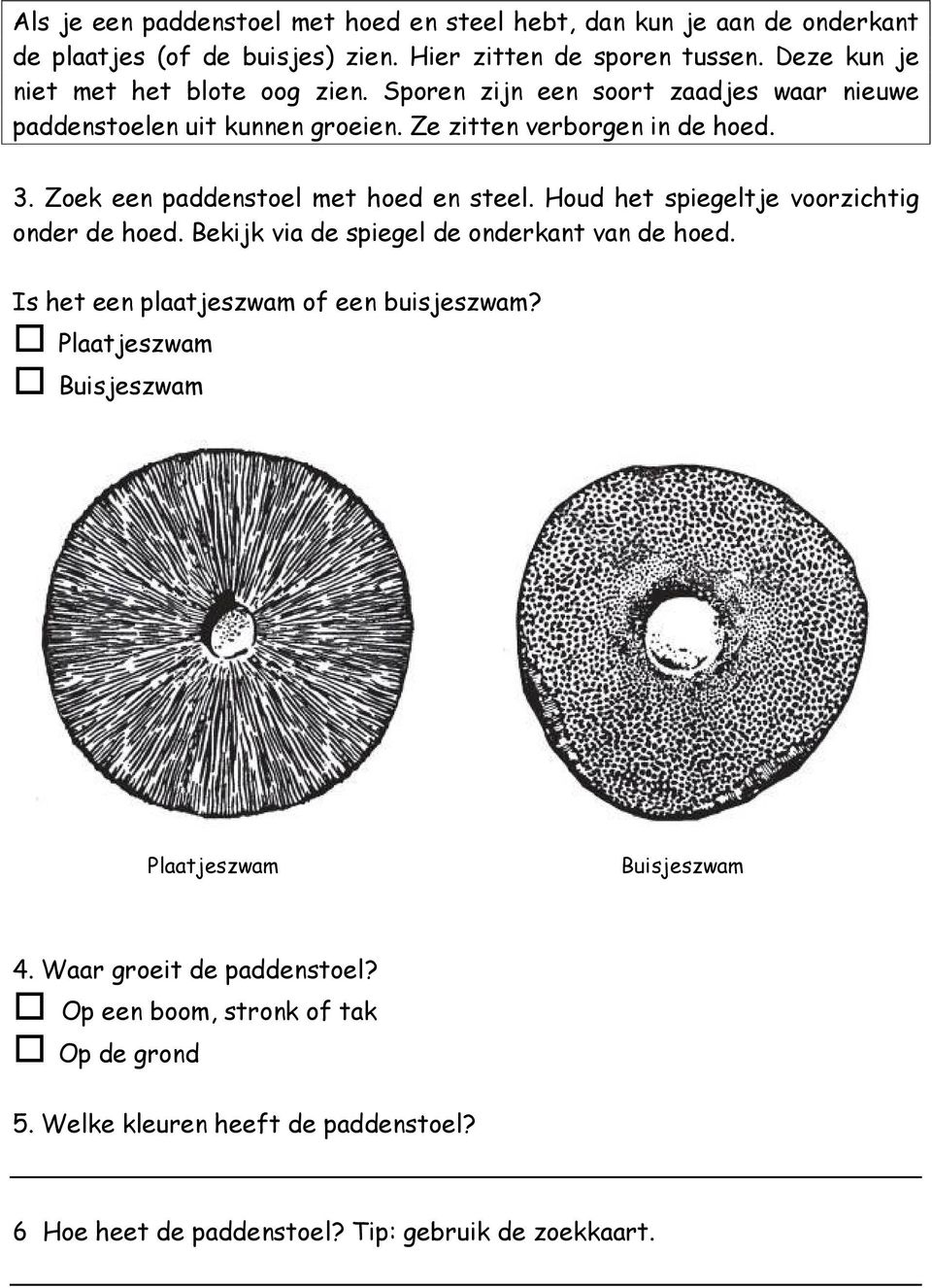 Zoek een paddenstoel met hoed en steel. Houd het spiegeltje voorzichtig onder de hoed. Bekijk via de spiegel de onderkant van de hoed.