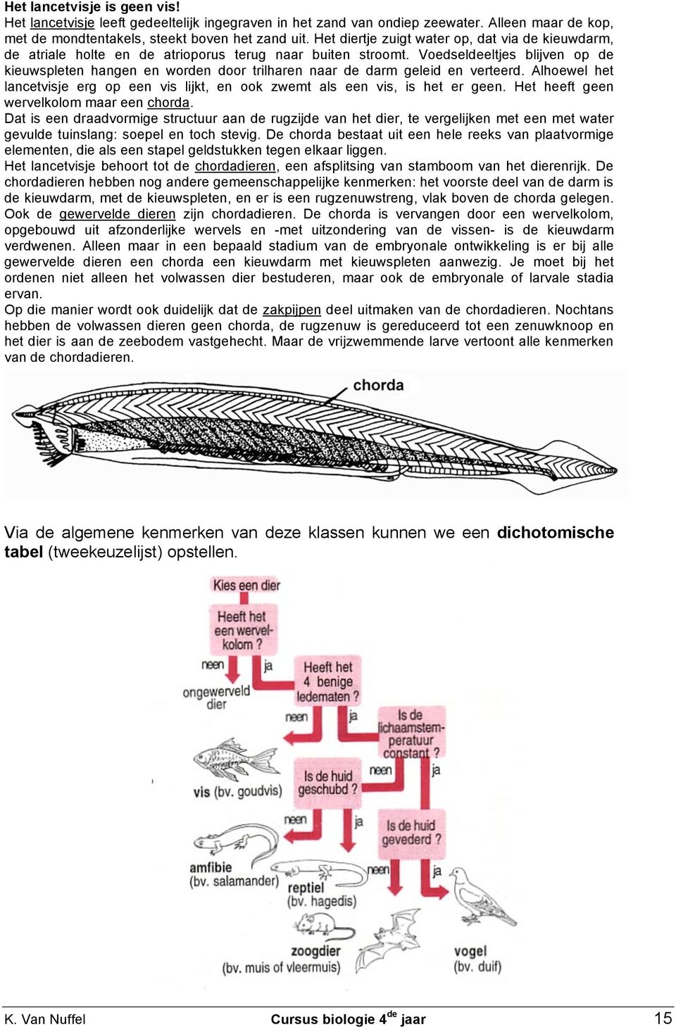 Voedseldeeltjes blijven op de kieuwspleten hangen en worden door trilharen naar de darm geleid en verteerd. Alhoewel het lancetvisje erg op een vis lijkt, en ook zwemt als een vis, is het er geen.