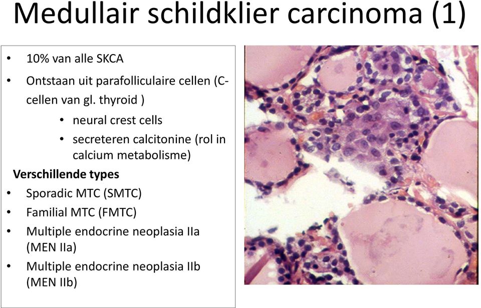 thyroid ) neural crest cells secreteren calcitonine (rol in calcium metabolisme)