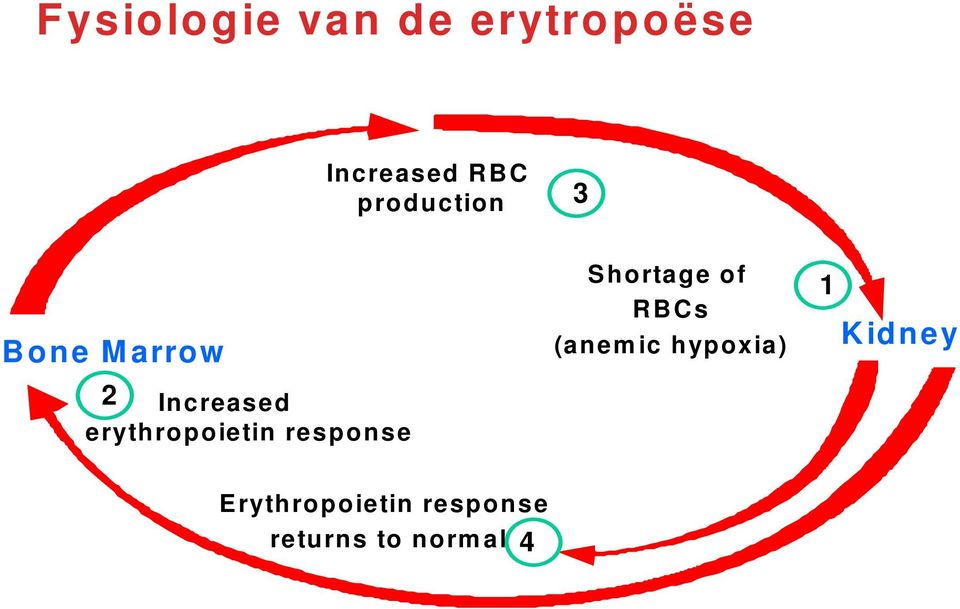 erythropoietin response Shortage of RBCs