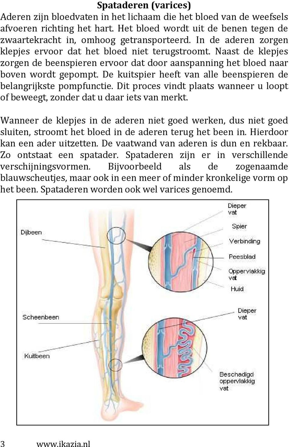 De kuitspier heeft van alle beenspieren de belangrijkste pompfunctie. Dit proces vindt plaats wanneer u loopt of beweegt, zonder dat u daar iets van merkt.