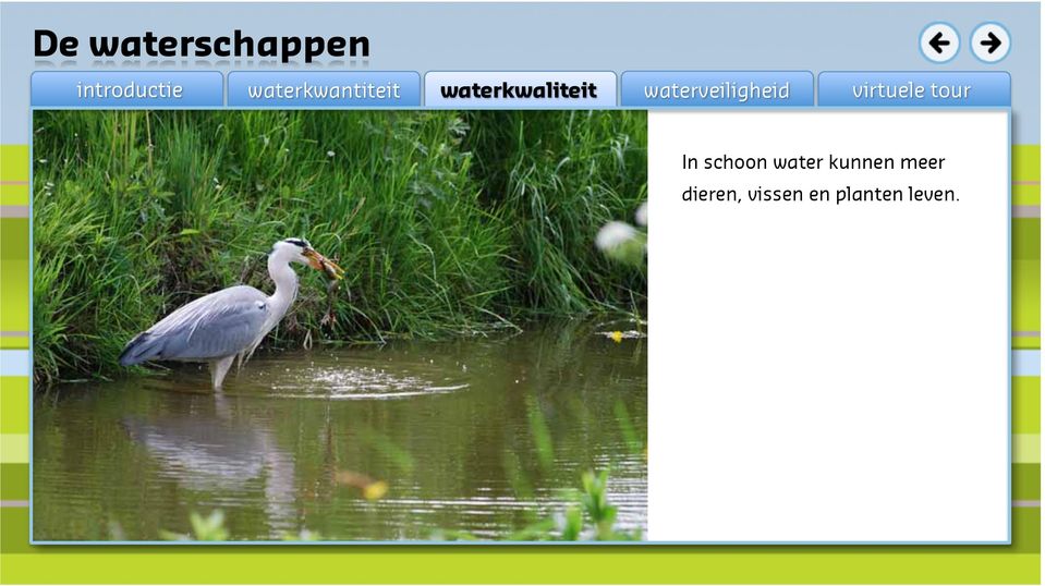 meer dieren,