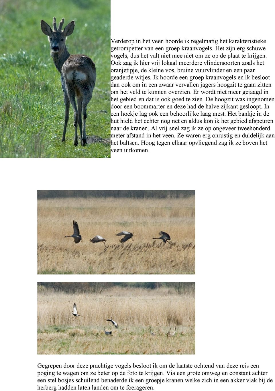 Ik hoorde een groep kraanvogels en ik besloot dan ook om in een zwaar vervallen jagers hoogzit te gaan zitten om het veld te kunnen overzien.