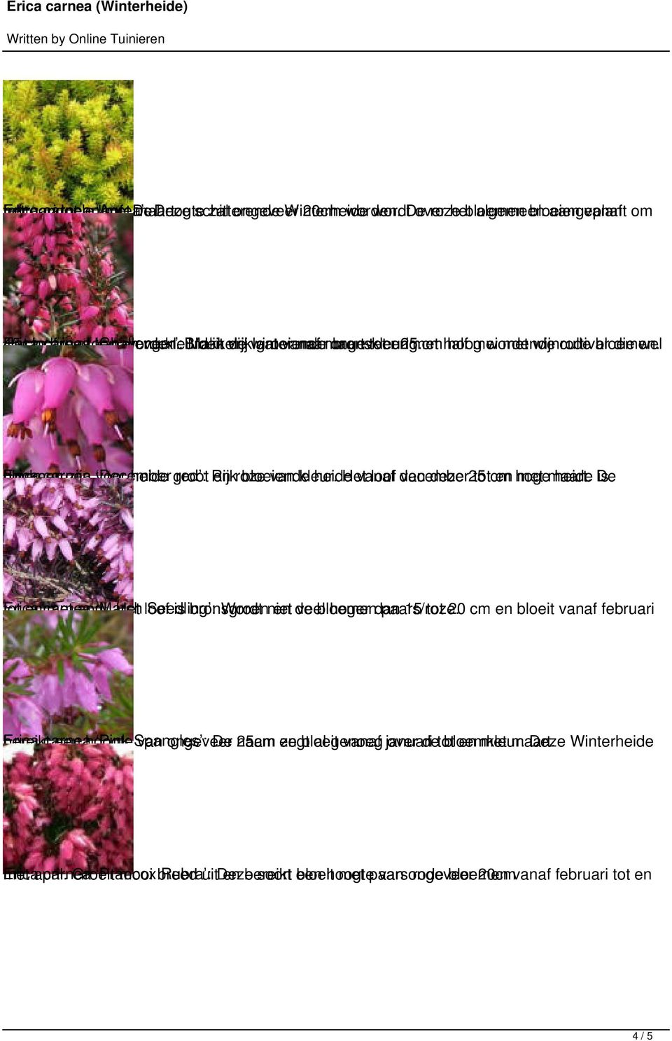 verkleurd Bloeit Makkelijk in vrij de winter laat groeiende vanaf naar maart ongeveer bronskleurig. tot en 25 met cm half hoog mei wordende met wijnrode cultivar bloemen.