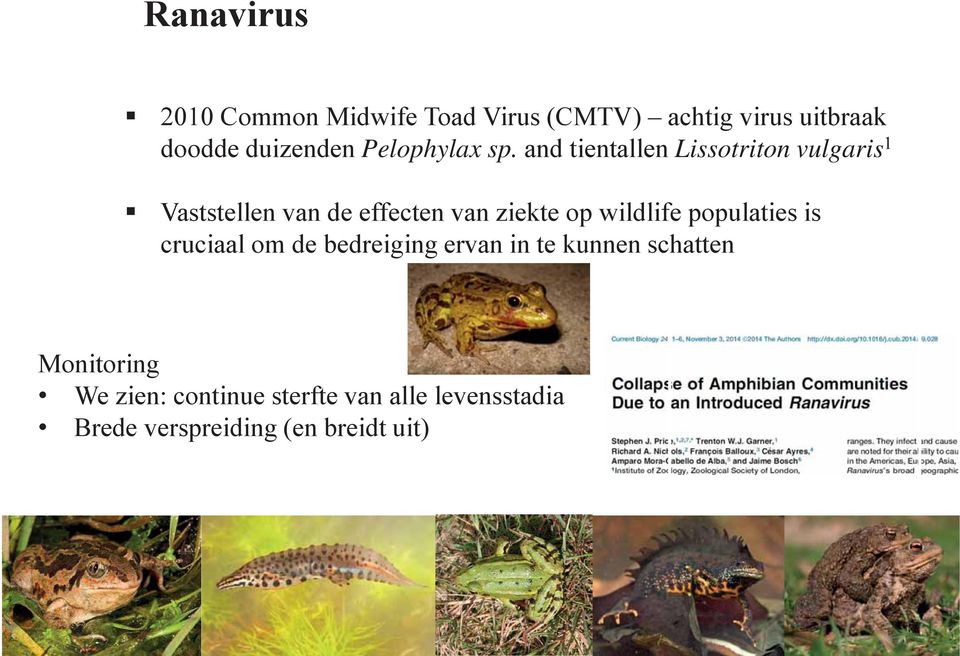 and tientallen Lissotriton vulgaris 1 Vaststellen van de effecten van ziekte op wildlife