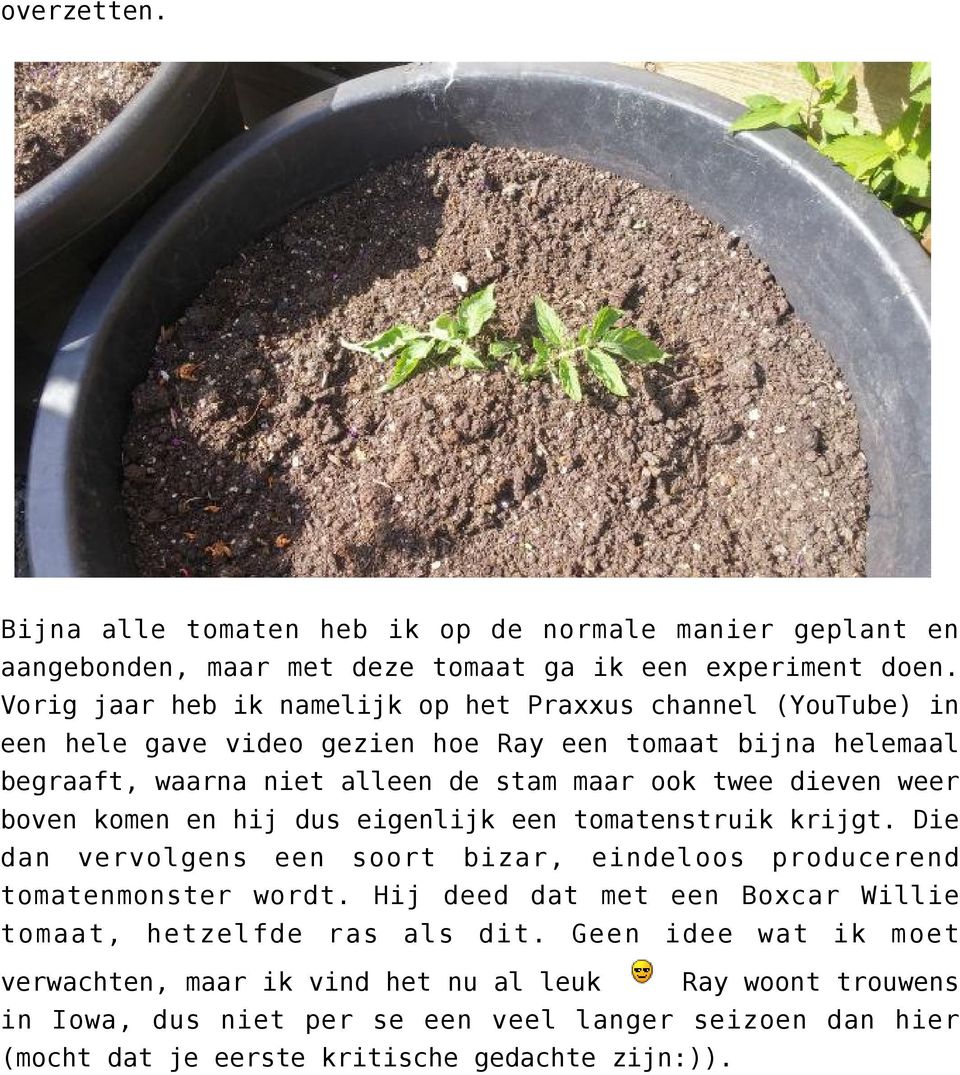 dieven weer boven komen en hij dus eigenlijk een tomatenstruik krijgt. Die dan vervolgens een soort bizar, eindeloos producerend tomatenmonster wordt.