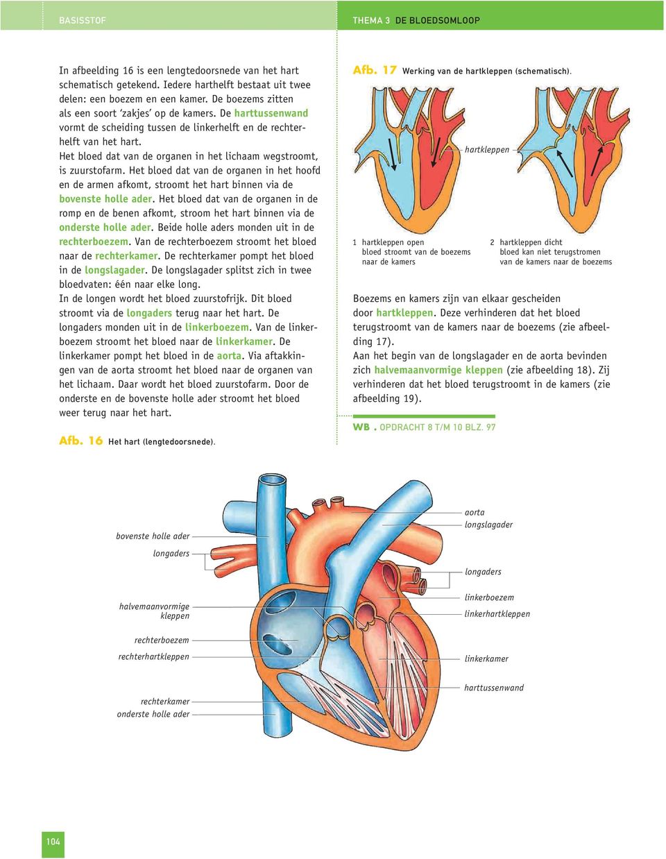 Het bloed dat van de organen in het lichaam wegstroomt, is zuurstofarm. Het bloed dat van de organen in het hoofd en de armen afkomt, stroomt het hart binnen via de bovenste holle ader.