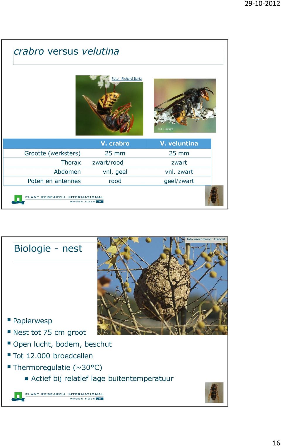 zwart Poten en antennes rood geel/zwart Biologie - nest foto wikicommon: Fredciel Papierwesp