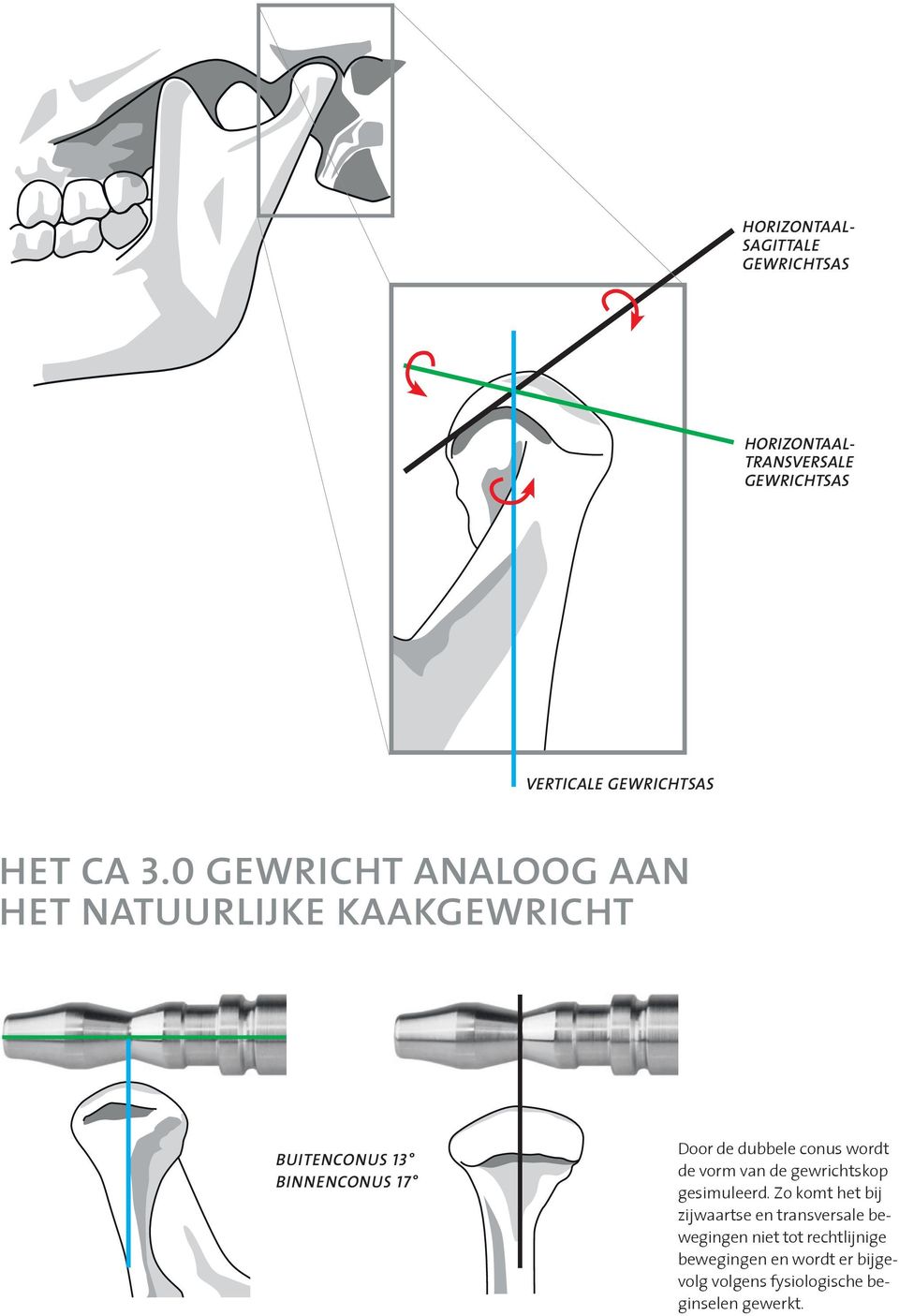 conus wordt de vorm van de gewrichtskop gesimuleerd.