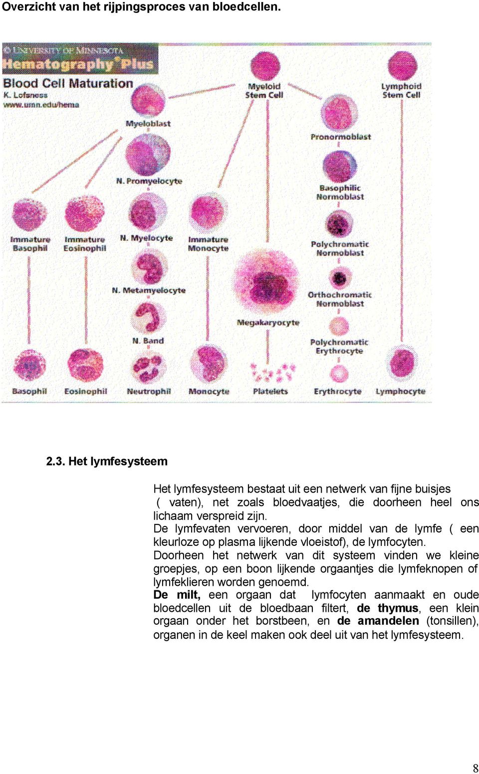 De lymfevaten vervoeren, door middel van de lymfe ( een kleurloze op plasma lijkende vloeistof), de lymfocyten.