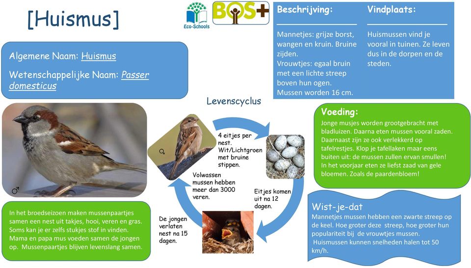 De jongen verlaten nest na 15 Volwassen mussen hebben meer dan 3000 veren. 4 eitjes per nest. Wit/Lichtgroen met bruine stippen. Eitjes komen uit na 12 Mannetjes: grijze borst, wangen en kruin.