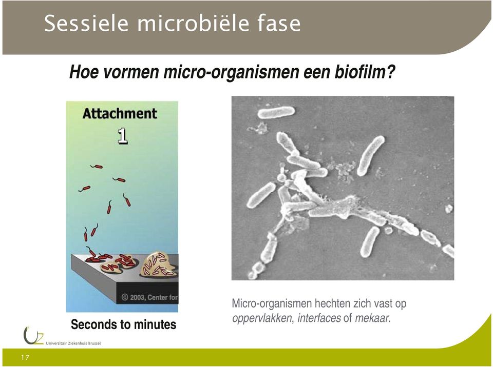 Seconds to minutes Micro-organismen