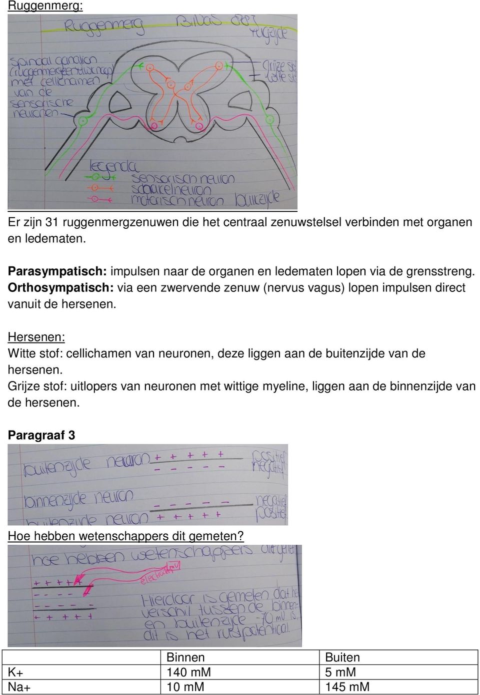 Orthosympatisch: via een zwervende zenuw (nervus vagus) lopen impulsen direct vanuit de hersenen.