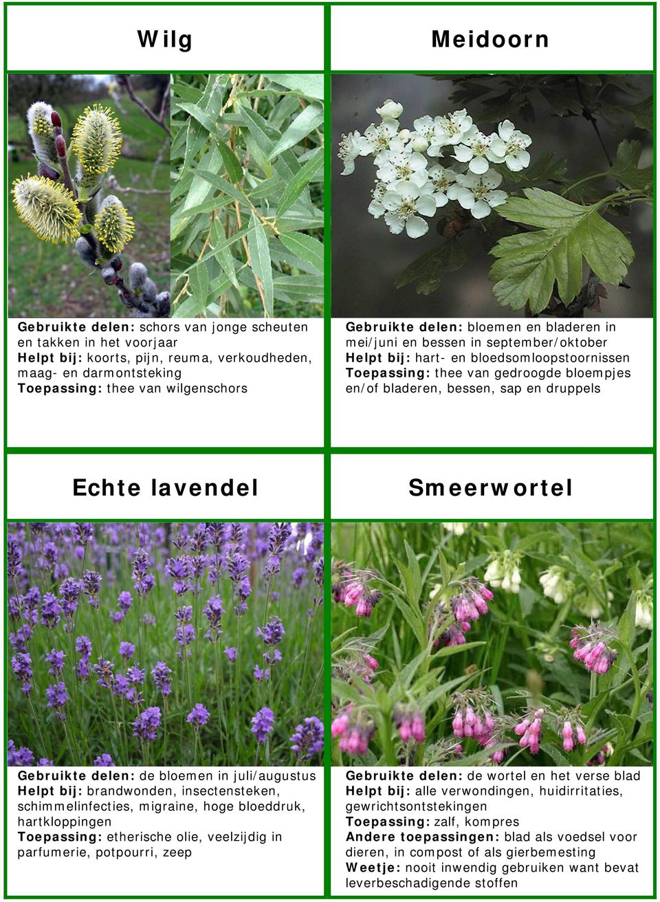 Echte lavendel Smeerwortel Gebruikte delen: de bloemen in juli/augustus Helpt bij: brandwonden, insectensteken, schimmelinfecties, migraine, hoge bloeddruk, hartkloppingen Toepassing: etherische