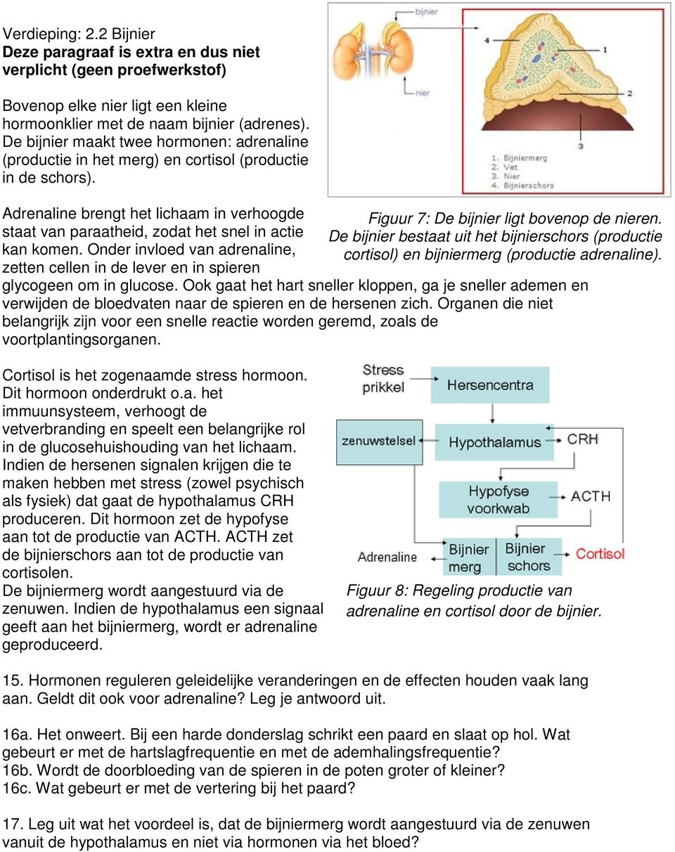 staat van paraatheid, zodat het snel in actie De bijnier bestaat uit het bijnierschors (productie kan komen. Onder invloed van adrenaline, cortisol) en bijniermerg (productie adrenaline).