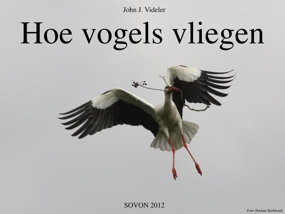 vogels vliegen