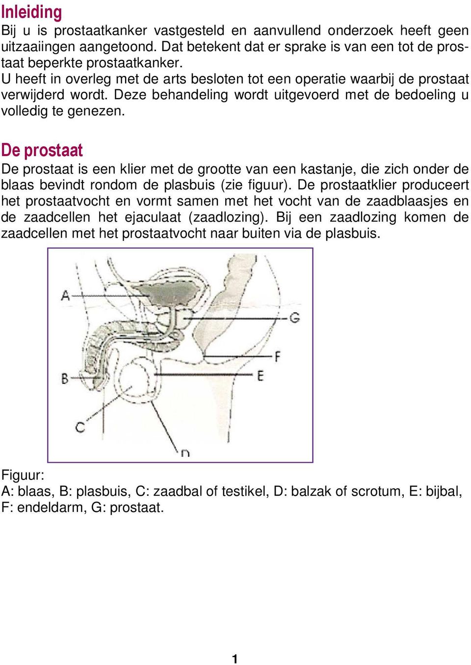 De prostaat De prostaat is een klier met de grootte van een kastanje, die zich onder de blaas bevindt rondom de plasbuis (zie figuur).