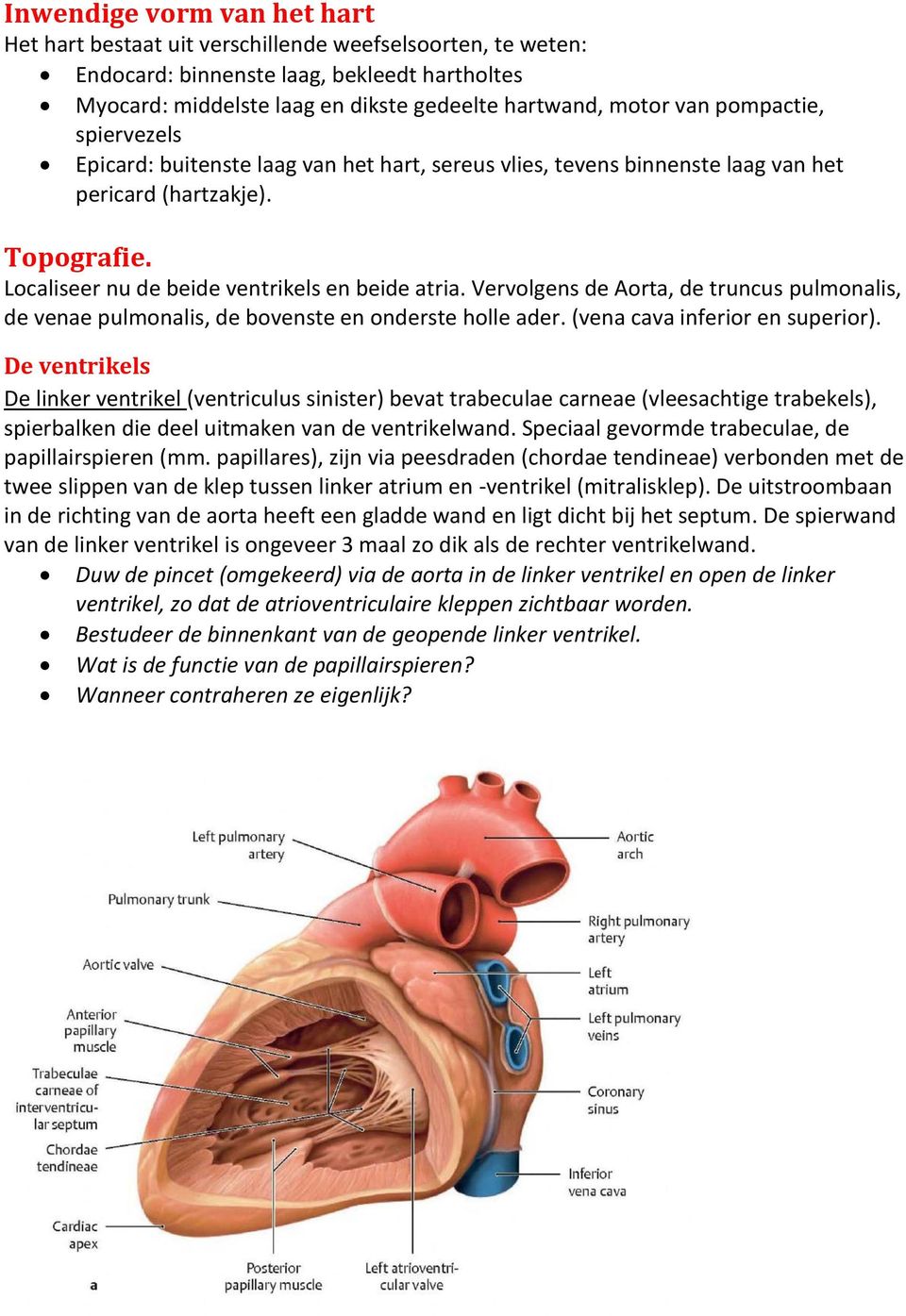 Vervolgens de Aorta, de truncus pulmonalis, de venae pulmonalis, de bovenste en onderste holle ader. (vena cava inferior en superior).