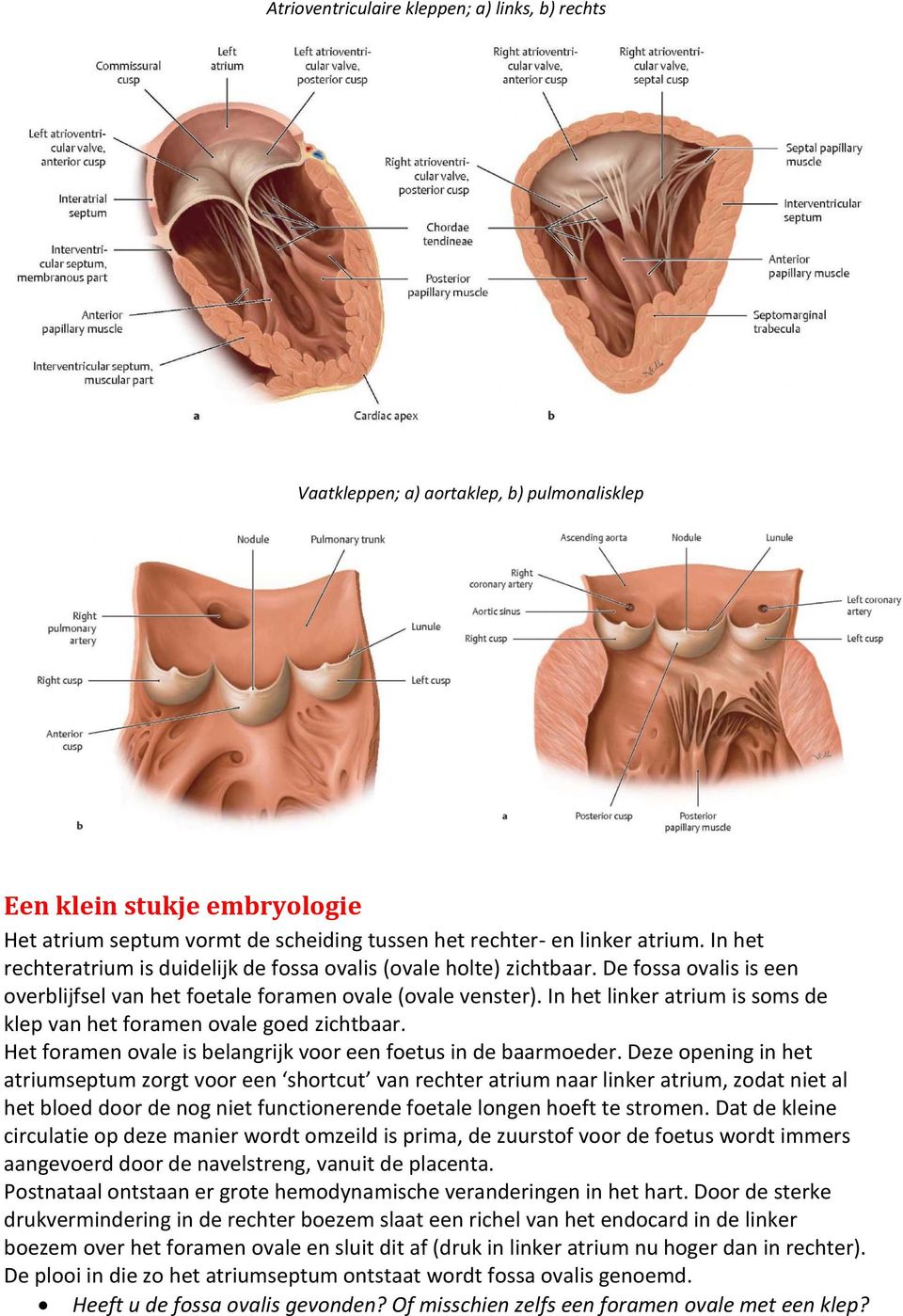 In het linker atrium is soms de klep van het foramen ovale goed zichtbaar. Het foramen ovale is belangrijk voor een foetus in de baarmoeder.