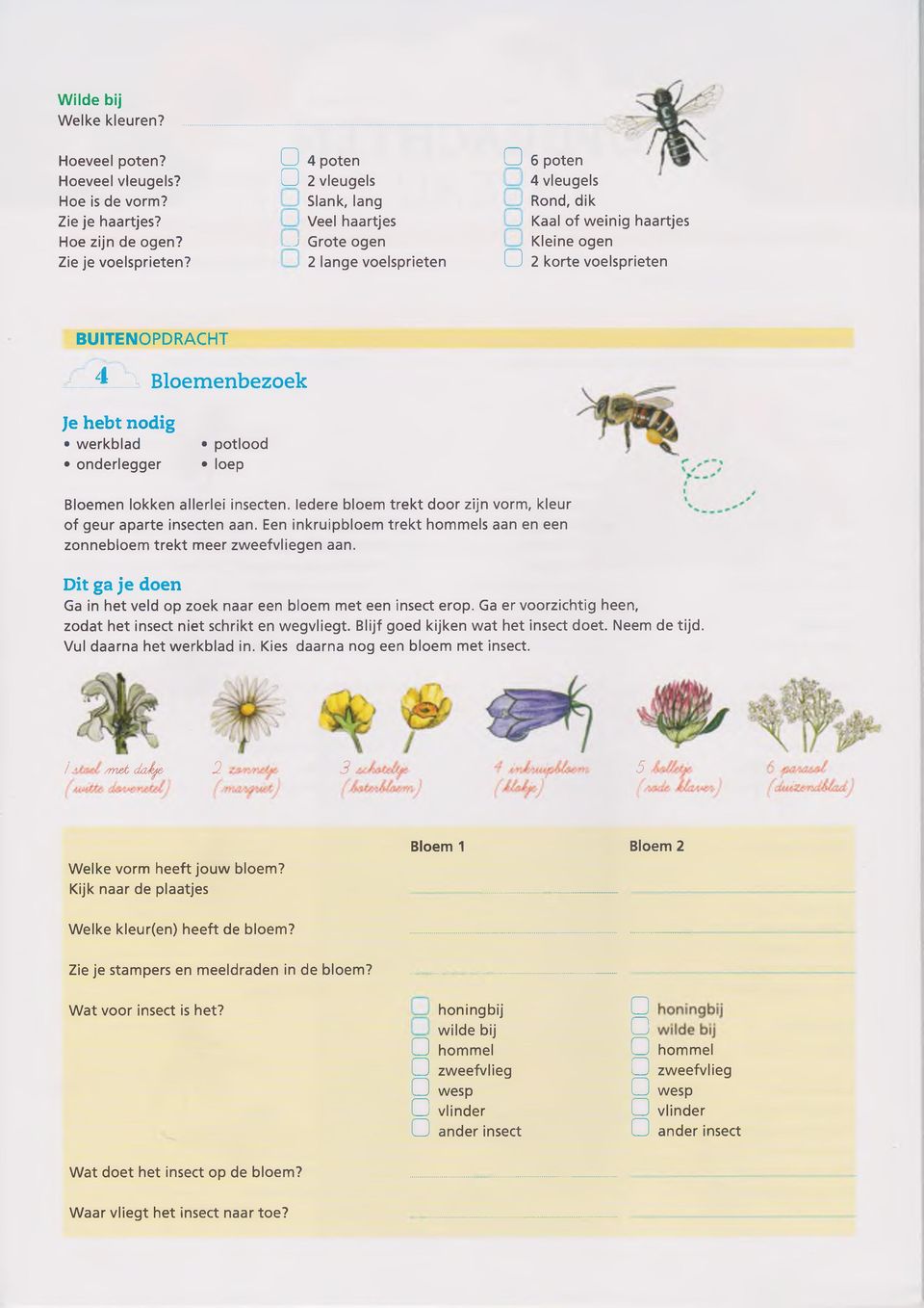 Bloemenbezoek Je hebt nodig werkblad onderlegger potlood loep Bloemen lokken allerlei insecten. Iedere bloem trekt door zijn vorm, kleur of geur aparte insecten aan.