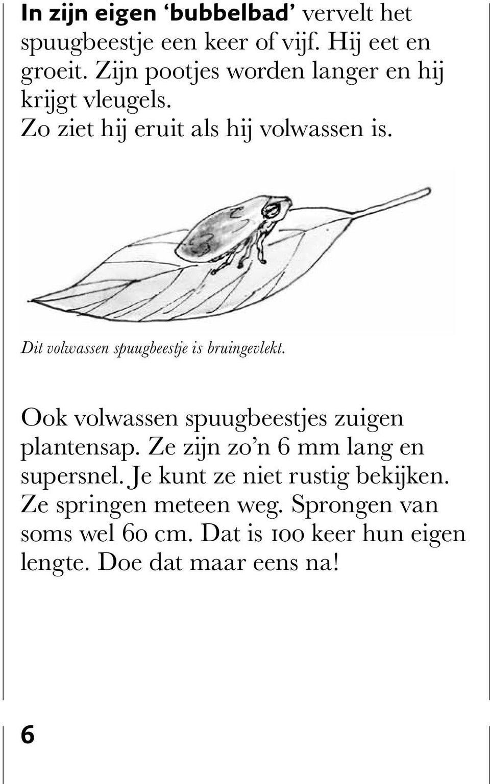 Dit volwassen spuugbeestje is bruingevlekt. Ook volwassen spuugbeestjes zuigen plantensap.