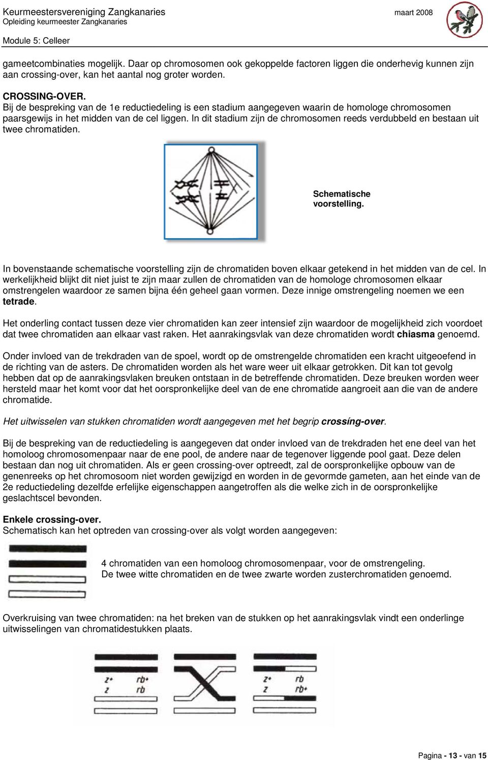 In dit stadium zijn de chromosomen reeds verdubbeld en bestaan uit twee chromatiden. Schematische voorstelling.