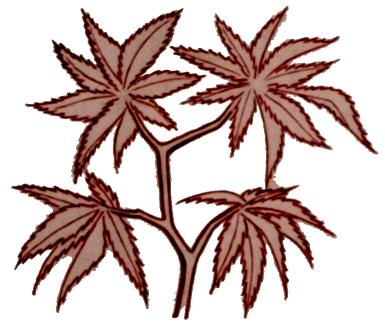 2-4 jaar 4-6 jaar ouder dan 6 jaar Acer japonicum "Aconitifolium" - - 60-80 24,- 80-100 50,- - - - - 120-140 85,- Acer palmatum 40-60 8,- 80-100 34,- 140-160 65,- 80-100 24,- 100-120 45,- 160-180