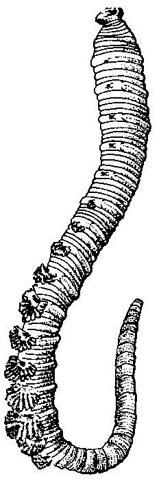 Ringwormen Lichaam tweezijdig symmetrisch Lichaam gesegmenteerd Weefsels en organen Lengtespieren en kringspieren Gesloten bloedsomloop